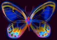 butterflysc.jpg