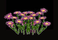 pinkdazeeflwrs.jpg